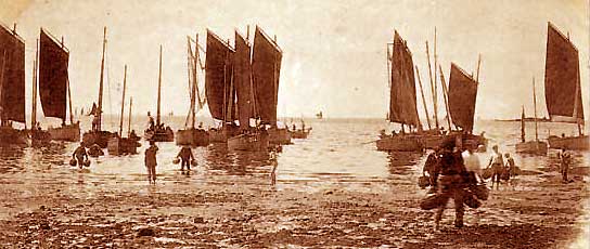 Arrive de la sardine au port de La Croix